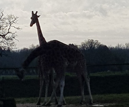 科茨沃尔德野生动物公园和花园-伯福德必去景点