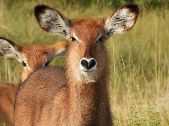 Mamaland Safaris-坎帕拉必去景点