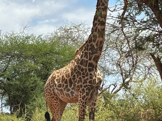 Zucchero Safari Kenya-瓦塔木必去景点