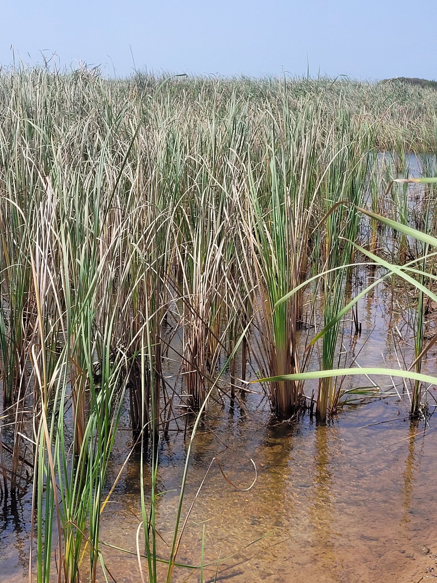 Evergreen Eco Retreat-官方