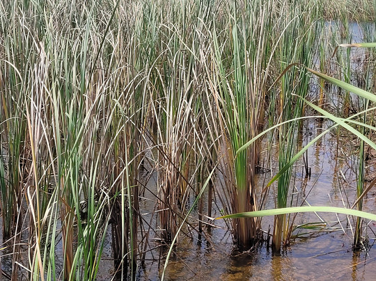 Evergreen Eco Retreat主图