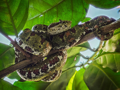 Bijagua Ranas-Bijagua de Upala必去景点