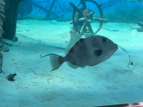 National Aquarium-圣多明哥必去景点