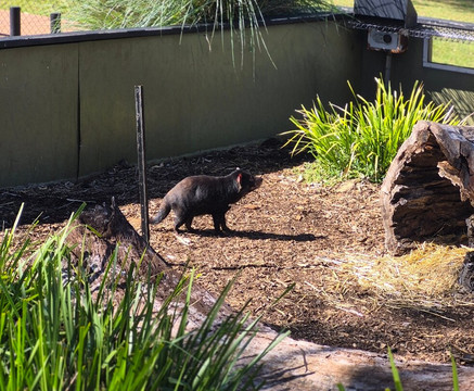 澳大利亚爬行动物园-Somersby必去景点