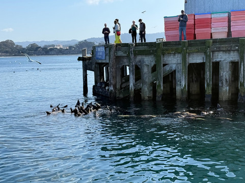 蒙特雷湾观鲸之旅-蒙特雷必去景点