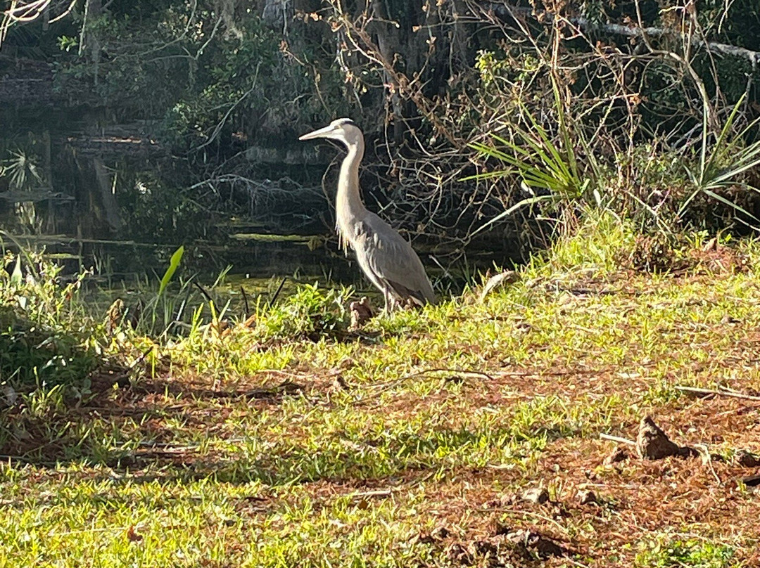 Bluebird Springs Park-Homosassa Springs必去景点