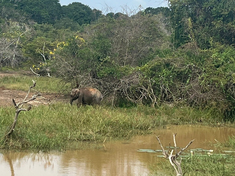 Spotting Trails-雅拉国家公园必去景点