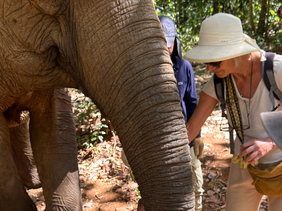 Elephant Community Project - Day Tours-森莫诺隆必去景点