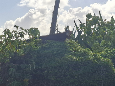 Authentique Excursion-Sainte-Anne必去景点