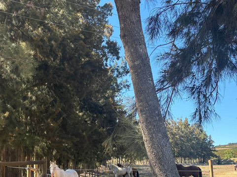 Equine Sport Centre-斯泰伦博斯必去景点