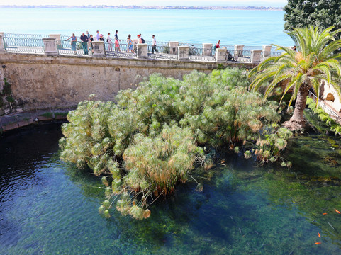 Fonte Aretusa-锡拉库扎必去景点