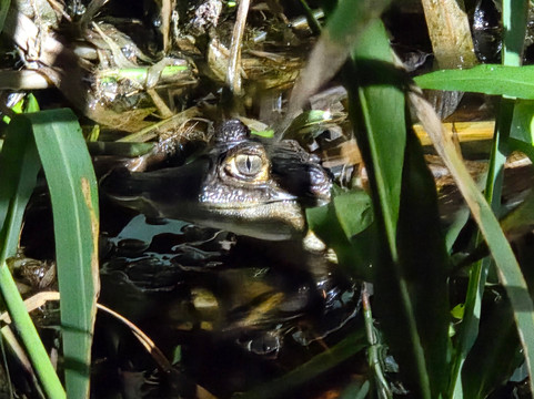 Ecolodge Flottant - Marais de Kaw-Regina必去景点