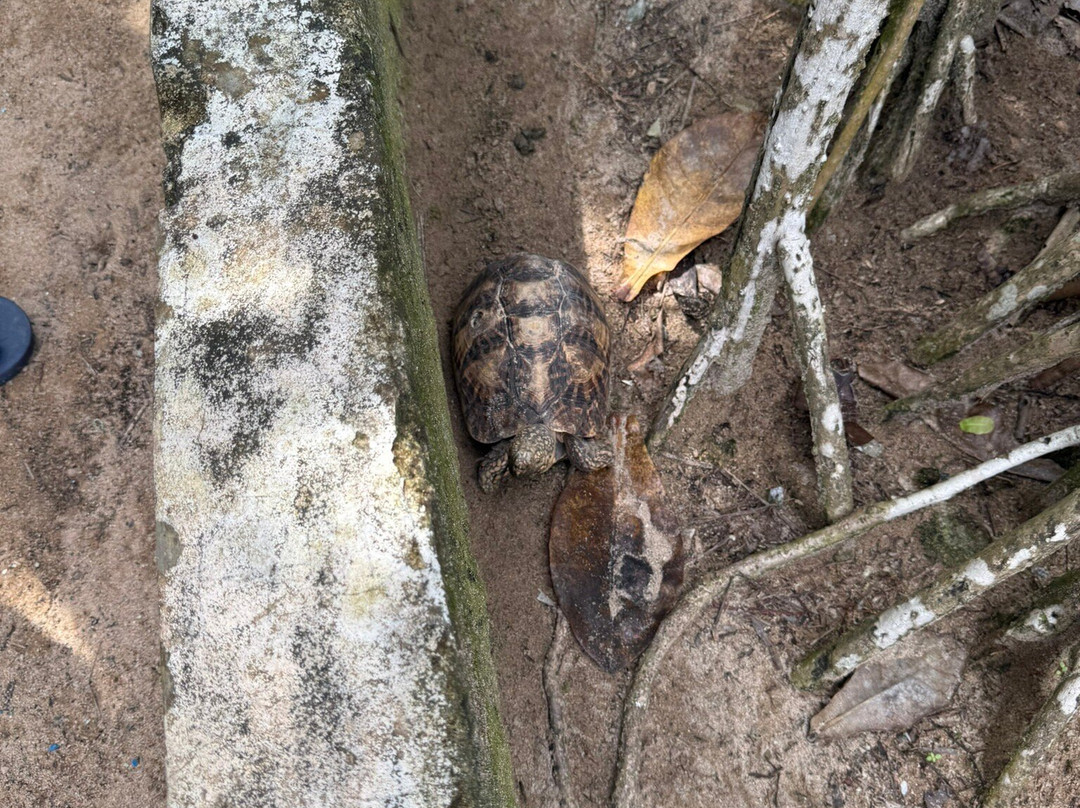 海龟保护协会-班托塔必去景点