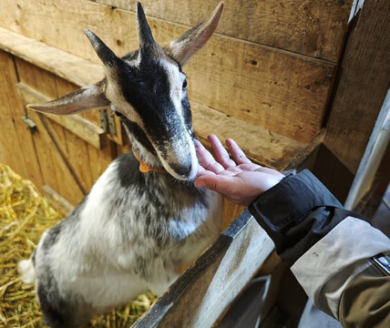 Chèvrerie des bois paturés