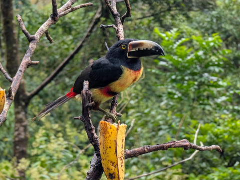 Bijagua Rainforest - Tours-Bijagua de Upala必去景点