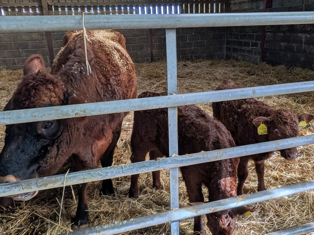 Court Farm Country Park-Banwell必去景点