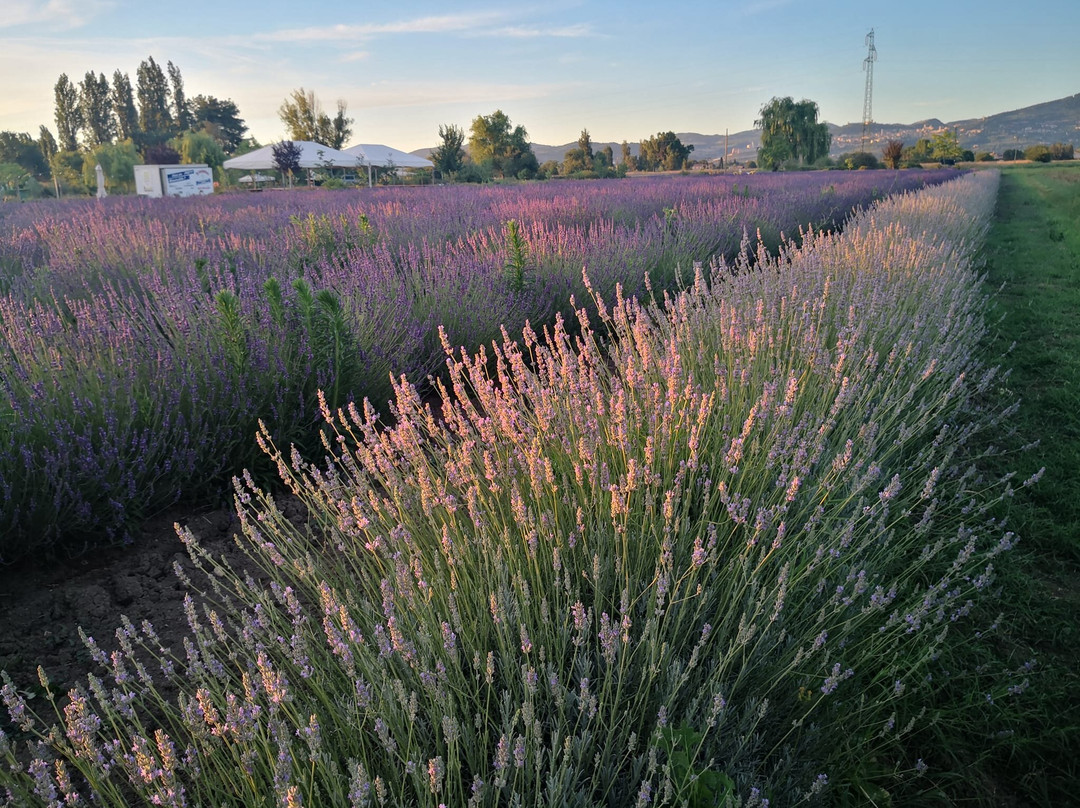 Il Lavandeto di Assisi giardino e vivaio-阿西西必去景点