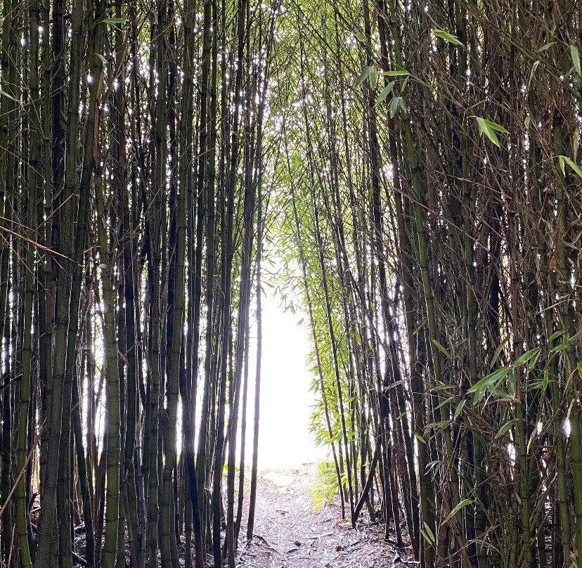 Jose do Canto Forest Garden-富尔纳斯必去景点