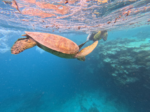 Kali & Kato's Rarotonga Turtle Tours-Takitumu District必去景点