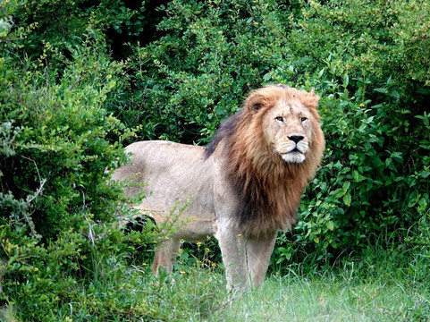 Ranger Safaris-阿鲁沙必去景点