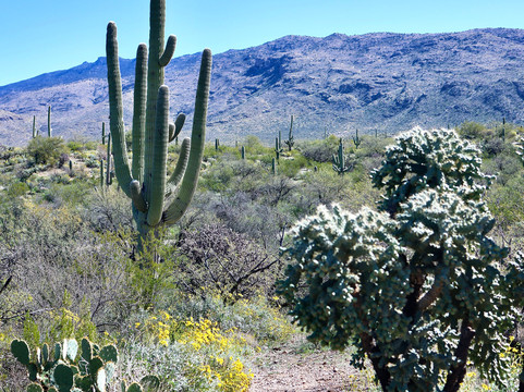 Cactus Forest Drive-图森必去景点