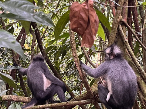 Trekking Orangutan Sumatra-武吉拉旺必去景点