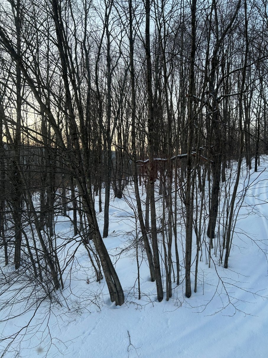 Starlight Lodge-官方