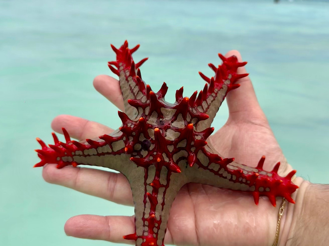 Andrea Vento Viaggi-Volla必去景点