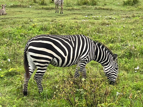 歌珊地非洲游猎之旅-阿鲁沙必去景点