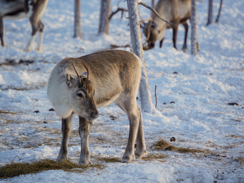 Reindeer Farm Renniina Inari-伊纳里必去景点