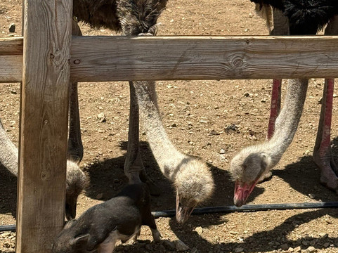 Curacao Ostrich Farm-库拉索必去景点