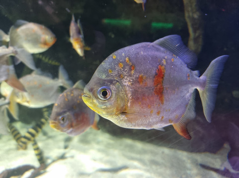 SEA LIFE Konstanz-康士坦茨必去景点