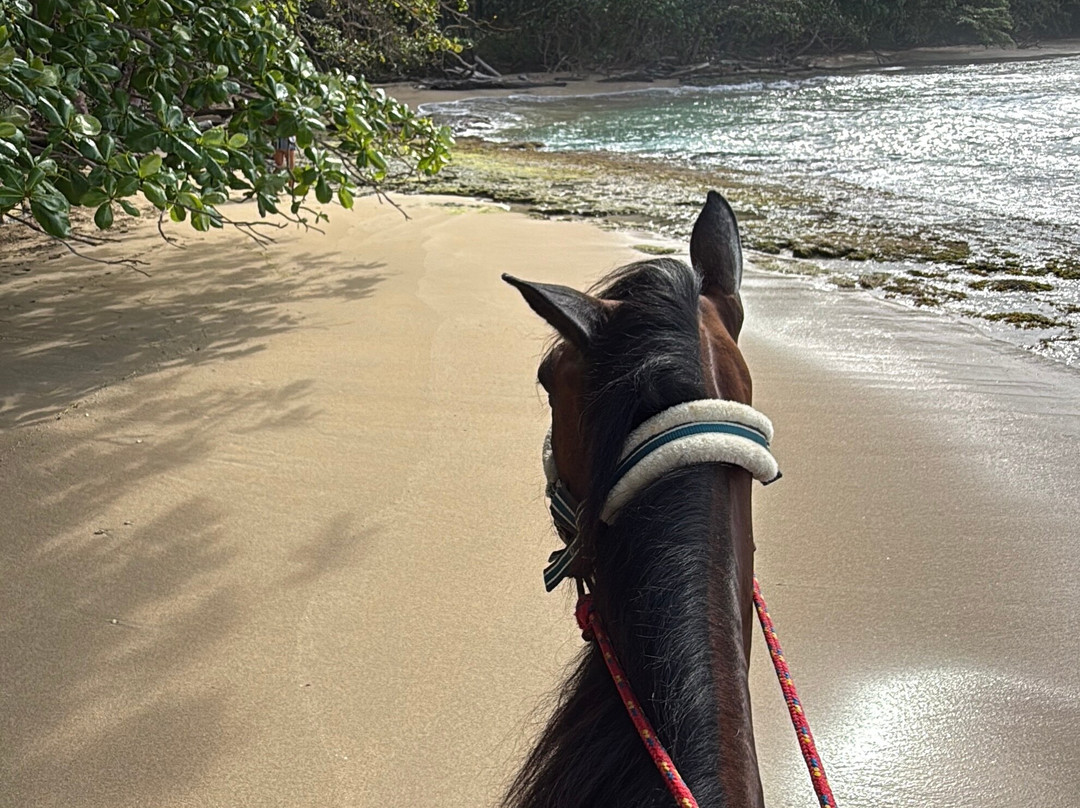 Caribe Horse Riding Club-Cocles必去景点