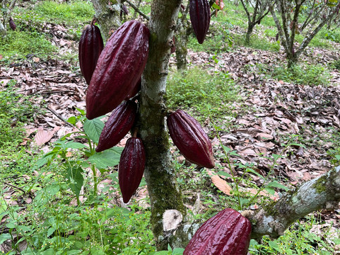 Finca la Alejandra-Montenegro必去景点
