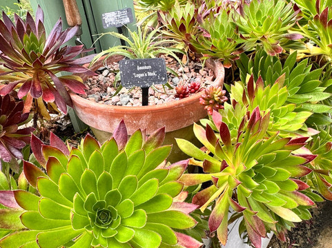 Coolwater Garden-利默里克必去景点