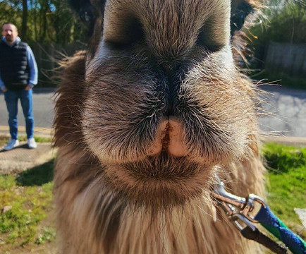 Hensting Alpacas-伊斯特利必去景点