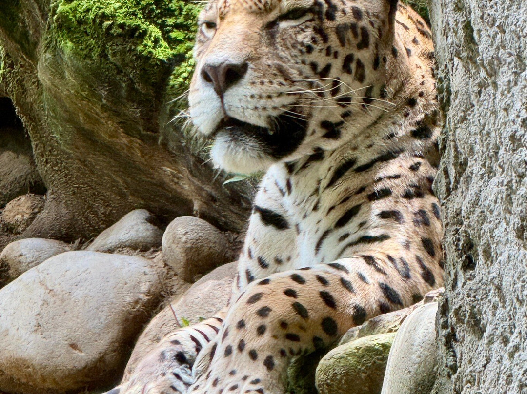 AMARU Bioparque Cuenca Zoologico-昆卡必去景点