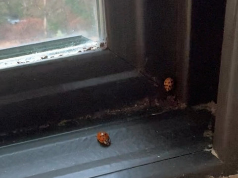 骆驼背度假村主图