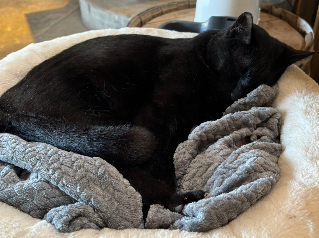 Whiskey Thief Distilling Co.-法兰克福必去景点