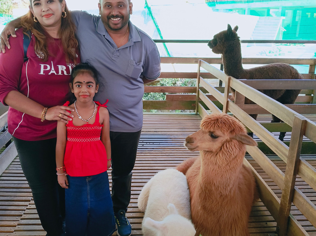 The Sheep Sanctuary-碧兰璋必去景点