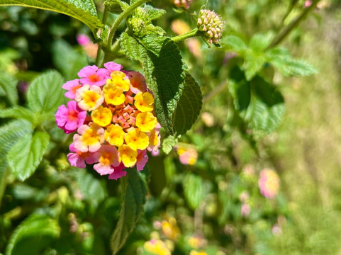 Travel Trail With Pulendran Gobi-埃勒必去景点