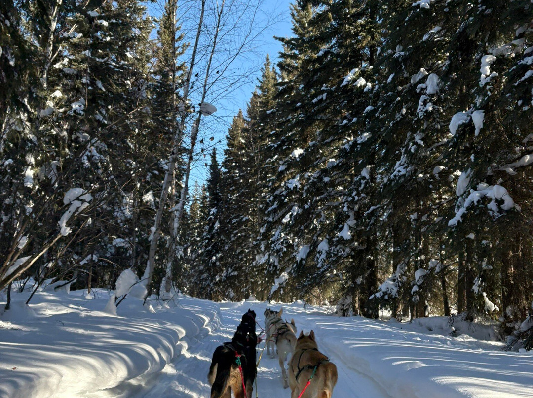 Cotter's Sled Dog Tours-费尔班克斯必去景点
