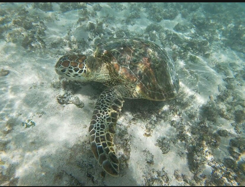 La Mouette Martial-开普马欧呵必去景点