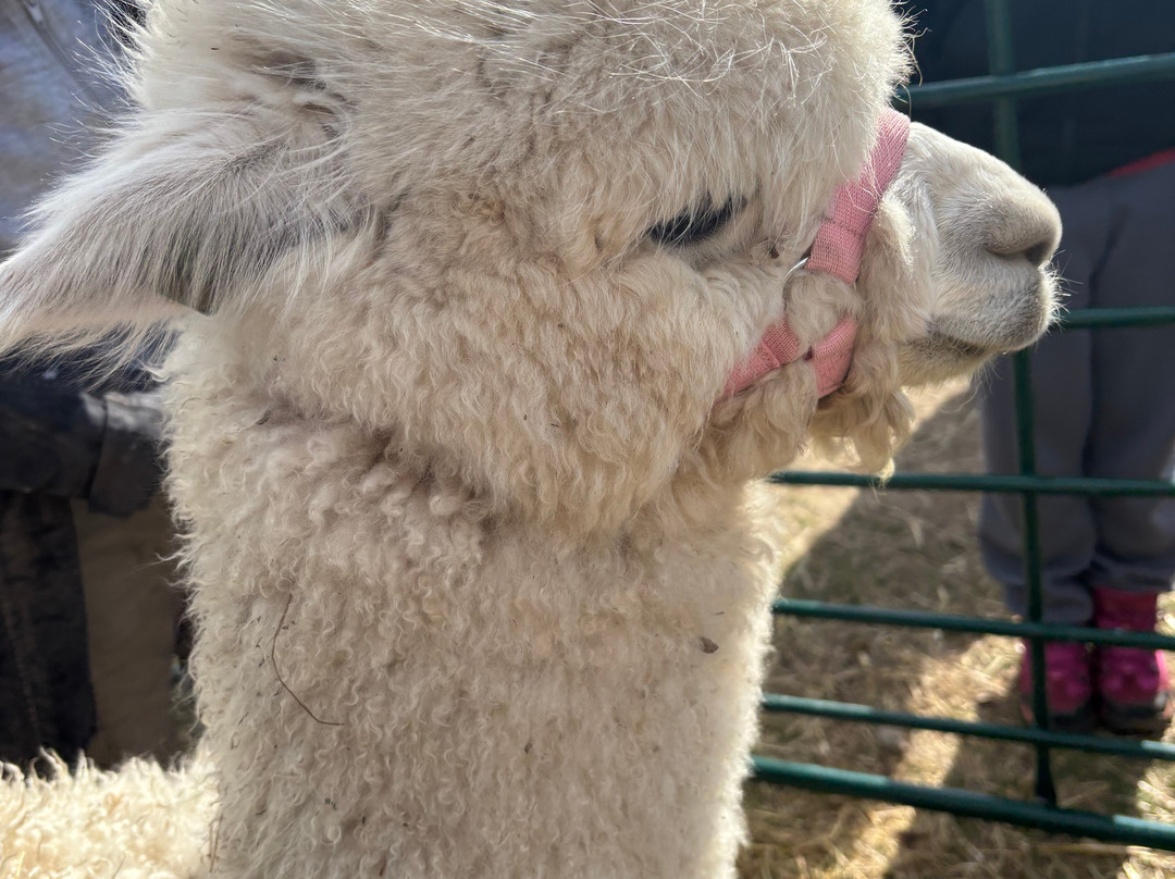 Faerie Tale Alpacas-凯尼尔沃思必去景点