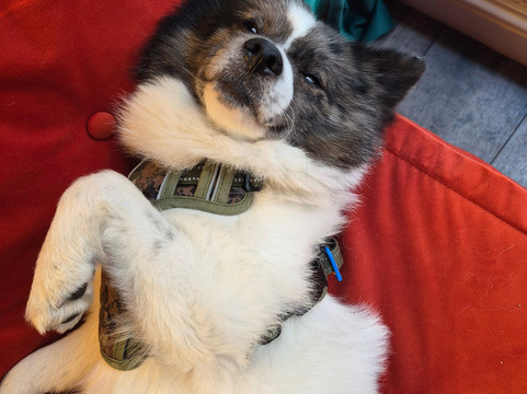 Cuddly Colony-布莱顿必去景点