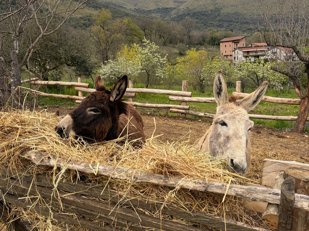 Azienda Agricola Donna Clara-Licusati必去景点