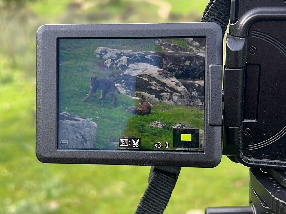Birds&Lynx Ecotourism-La Carolina必去景点
