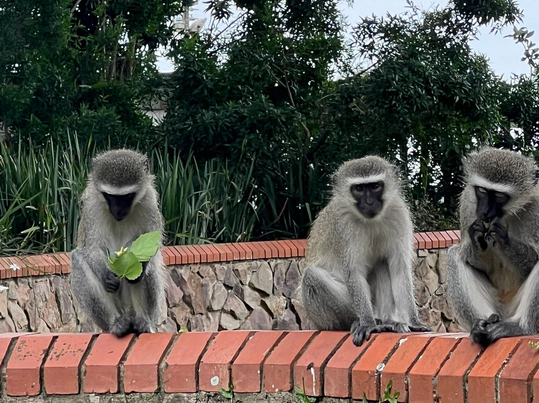 Durban Botanic Gardens-德班必去景点