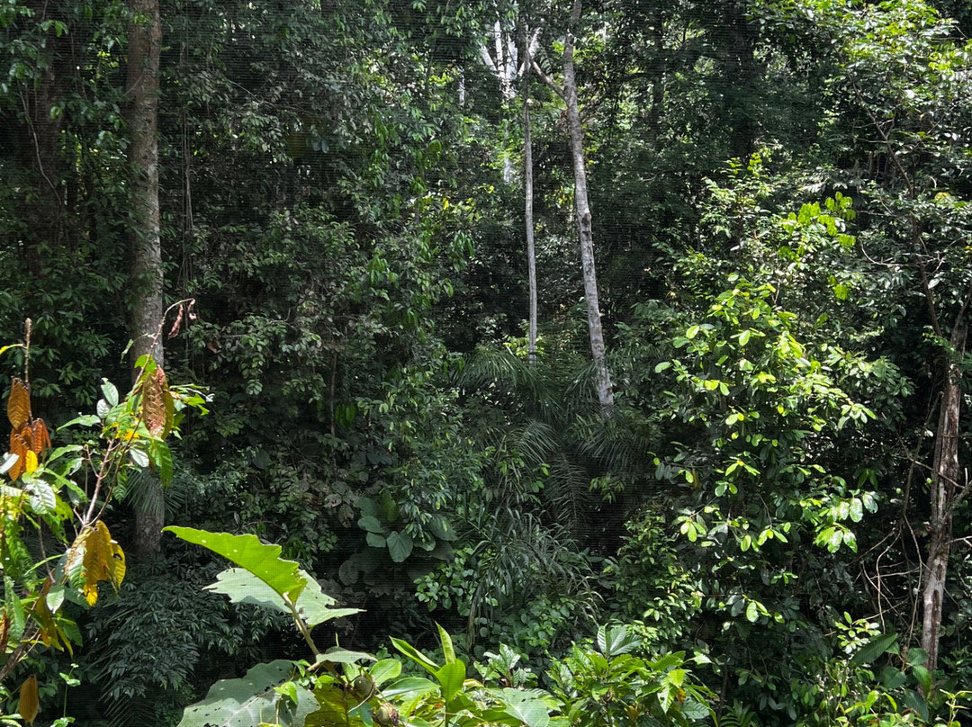 Psychonauta Foundation-伊基托斯必去景点