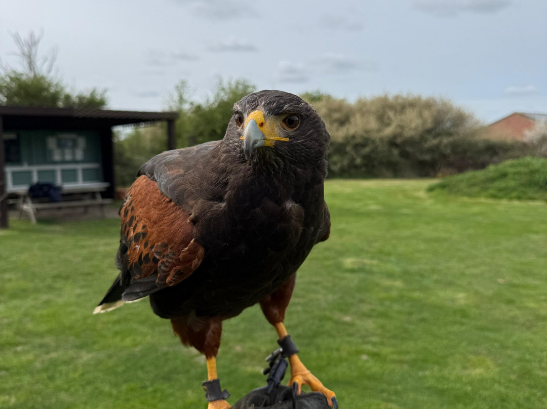 Feathers and Fur Falconry Centre-布拉克内尔必去景点